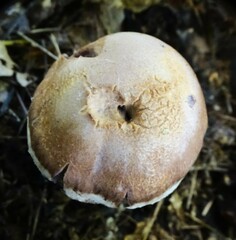 Cortinarius traganus