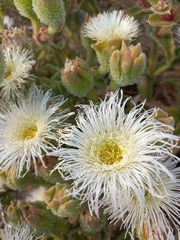 Mesembryanthemum crystallinum