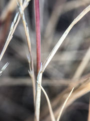 Muhlenbergia cuspidata