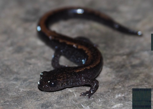 Chioglossa lusitanica