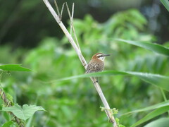 Campylorhynchus rufinucha