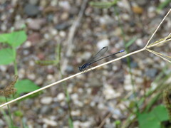 Argia