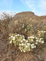 Mesembryanthemum crystallinum