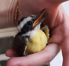 Pitangus sulphuratus