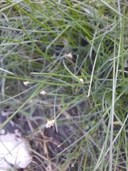 Eleocharis palustris