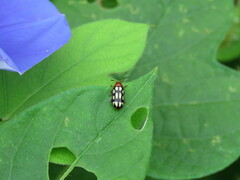 Disonycha scriptipennis