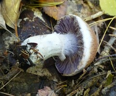 Cortinarius traganus
