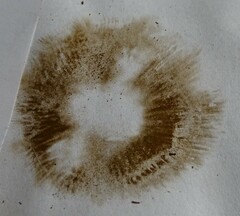 Cortinarius traganus