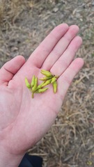 Eucalyptus seeana