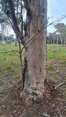 Eucalyptus seeana
