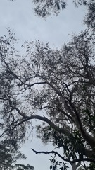 Eucalyptus seeana