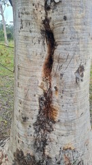 Eucalyptus seeana