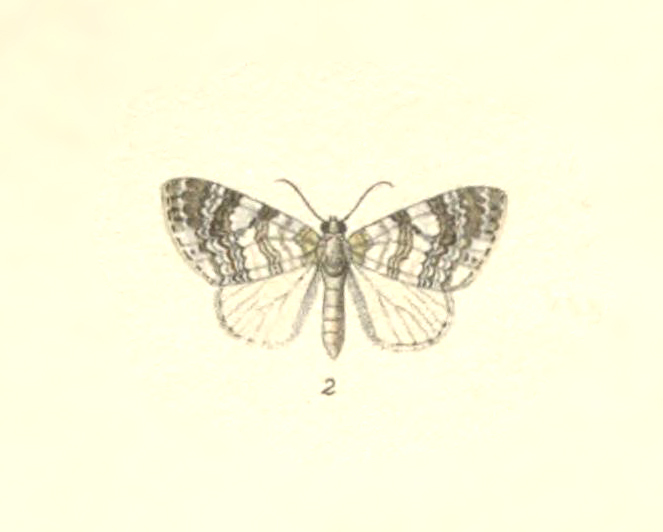 Euphyia pontina