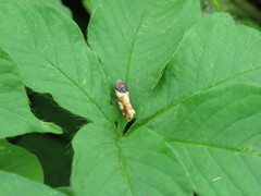 Spragueia dama