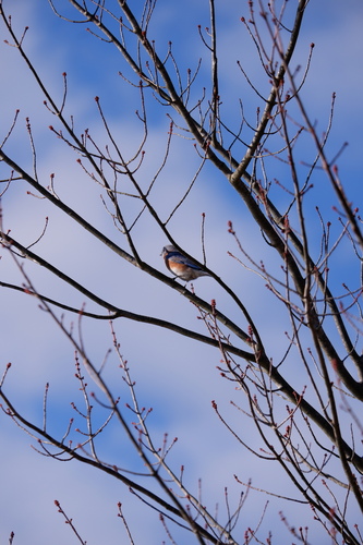 Common Eastern Bluebird photographed in New Jersey
