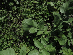 Tracheophyta