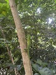 Bronchocela cristatella