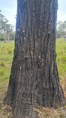 Eucalyptus crebra