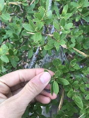Quercus vacciniifolia