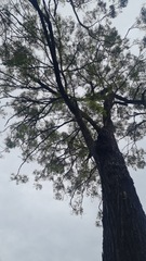 Eucalyptus crebra