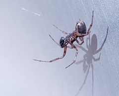 Steatoda bipunctata