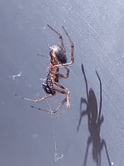 Steatoda bipunctata