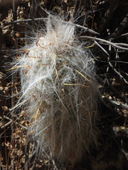 Oreocereus celsianus