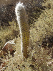 Oreocereus celsianus