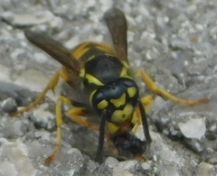 Vespula germanica