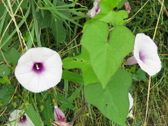 Ipomoea trifida