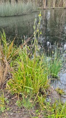 Philydrum lanuginosum