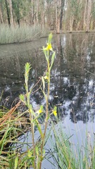 Philydrum lanuginosum