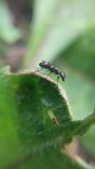 Acalyptratae