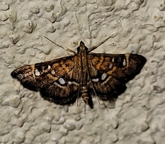 Diathrausta harlequinalis