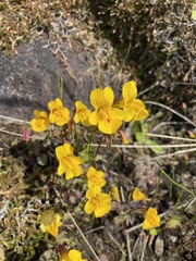 Erythranthe microphylla