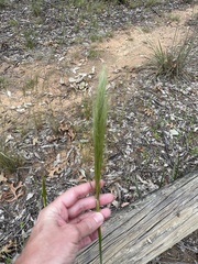 Austrostipa densiflora
