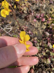 Erythranthe microphylla