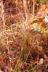 Spiranthes ochroleuca