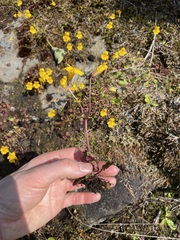 Erythranthe microphylla