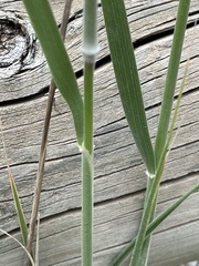 Austrostipa densiflora