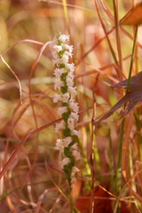 Spiranthes ochroleuca