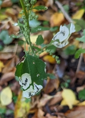 Chrysoesthia sexguttella