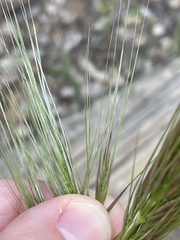 Austrostipa densiflora