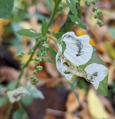 Chrysoesthia sexguttella