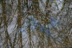 Lithobates sylvaticus
