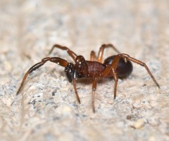 Asagena americana