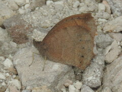 Pindis squamistriga