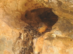 Hirundinea ferruginea