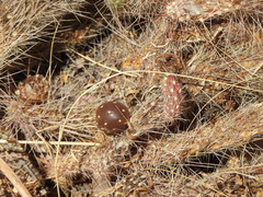 Austrocylindropuntia shaferi