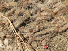 Austrocylindropuntia shaferi
